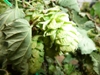 greenandtemple's picture